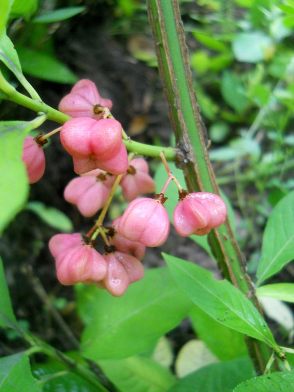 Image of Euonymus europaeus specimen.