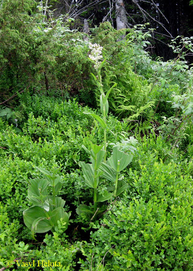 Image of Veratrum album specimen.