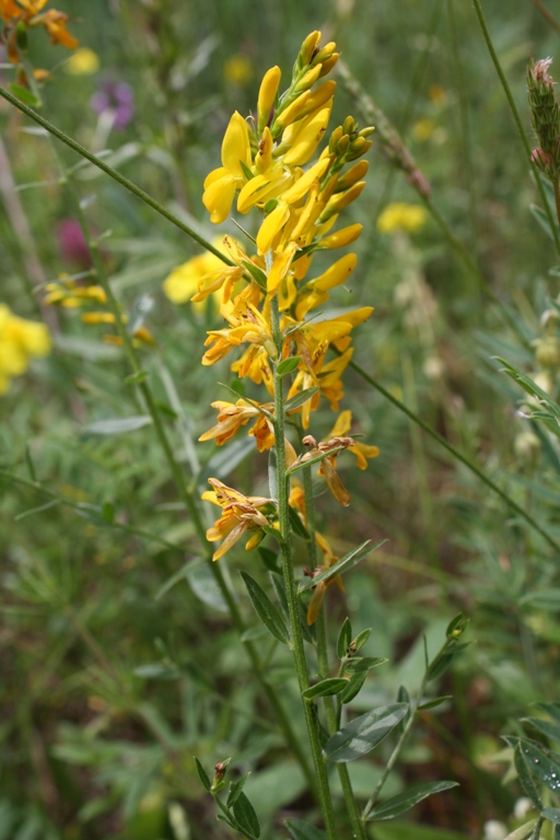 Image of Genista patula specimen.