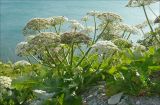 Heracleum stevenii