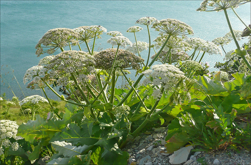 Изображение особи Heracleum stevenii.