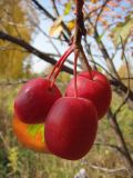 Malus × robusta. Зрелые плоды. Окр. Томска, заброшенный садовый участок. 18.09.2011.