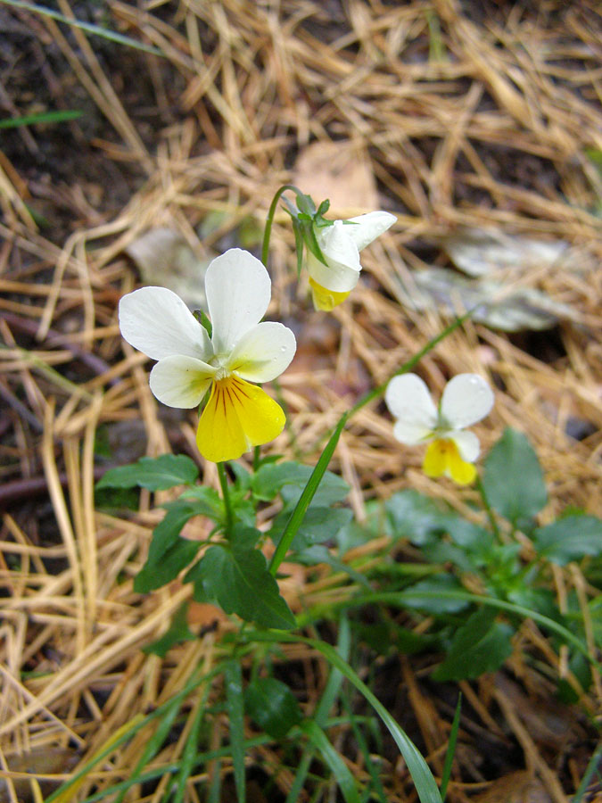 Изображение особи Viola matutina.