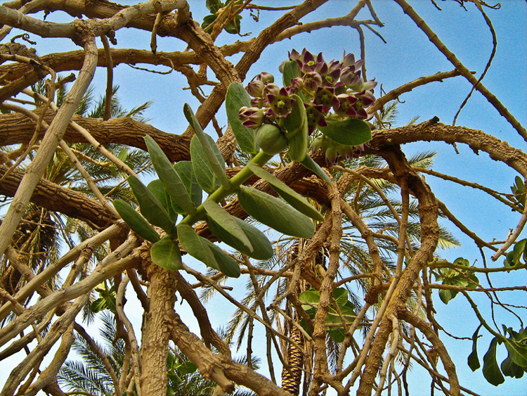 Изображение особи Calotropis procera.