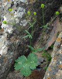 Ranunculus mindshelkensis