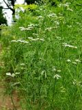 Coriandrum sativum. Вррхушки стеблей цветущего растения. Смоленская обл., Смоленский р-н, пос. Каспля, в культуре. 08.07.2011.