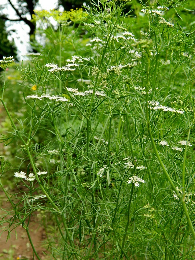 Image of Coriandrum sativum specimen.