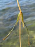 Potamogeton pectinatus