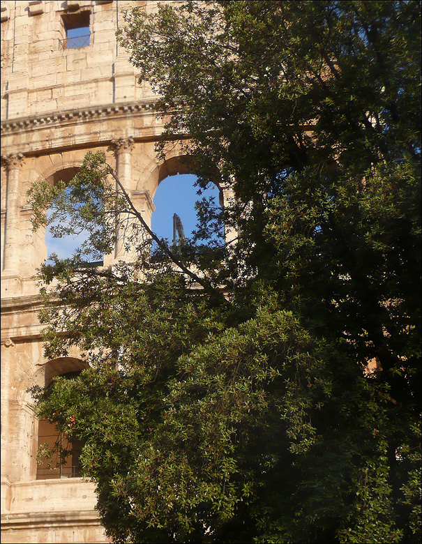 Image of Quercus ilex specimen.