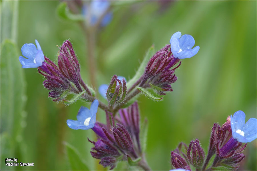 Image of Anchusa thessala specimen.