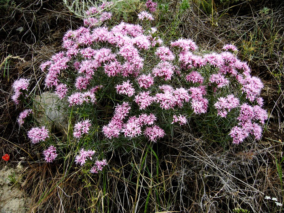 Image of Acanthophyllum subglabrum specimen.