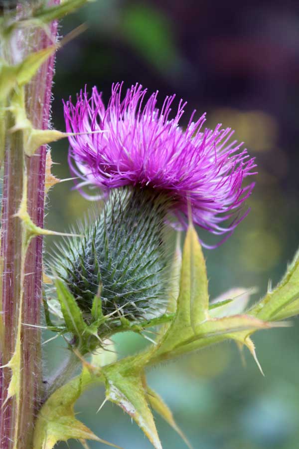 Image of Cirsium vulgare specimen.