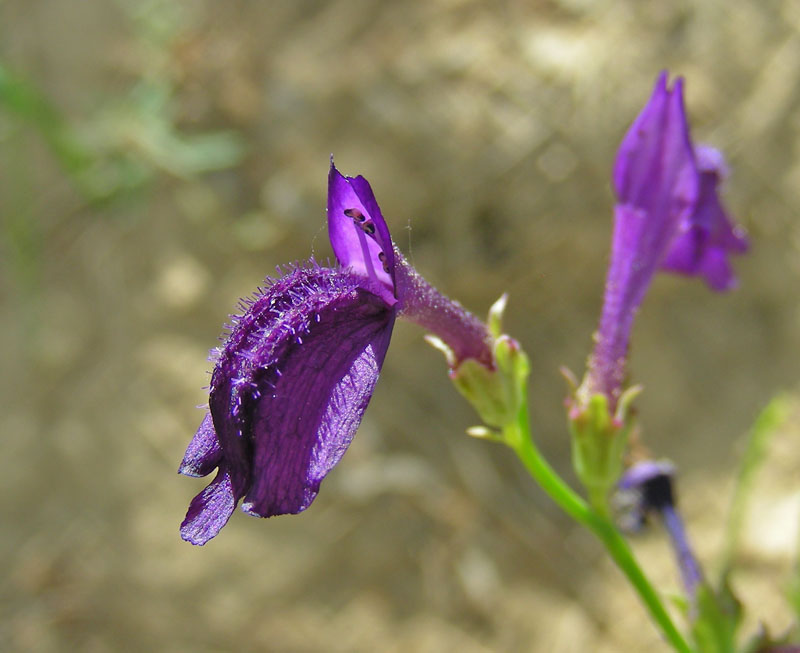 Image of Dodartia orientalis specimen.