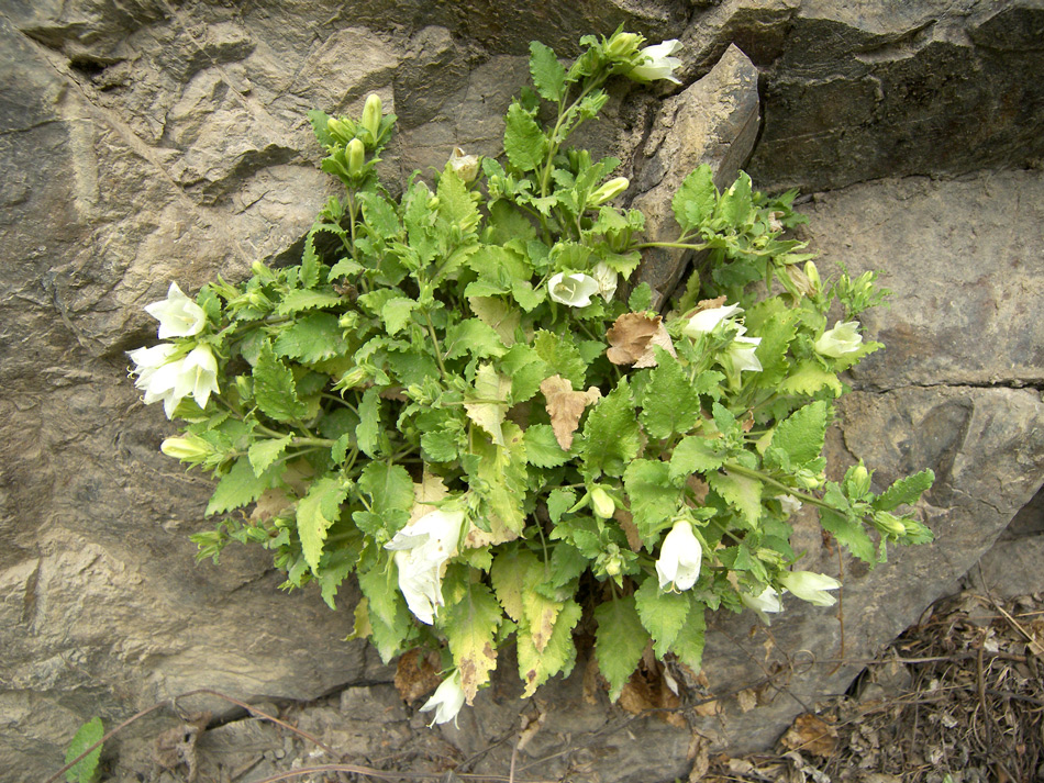 Image of Campanula pendula specimen.