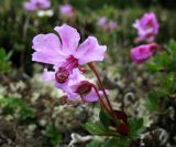 Rhododendron redowskianum. Цветок. Хабаровский край, Буреинское нагорье, Баджальский хр., юго-западный цирк горы Улун (верховья р. Омот). 05.07.2008.