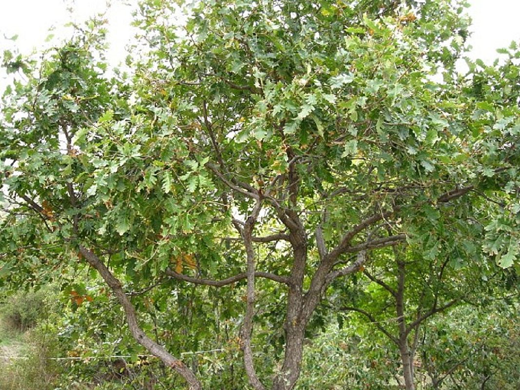 Image of Quercus petraea specimen.