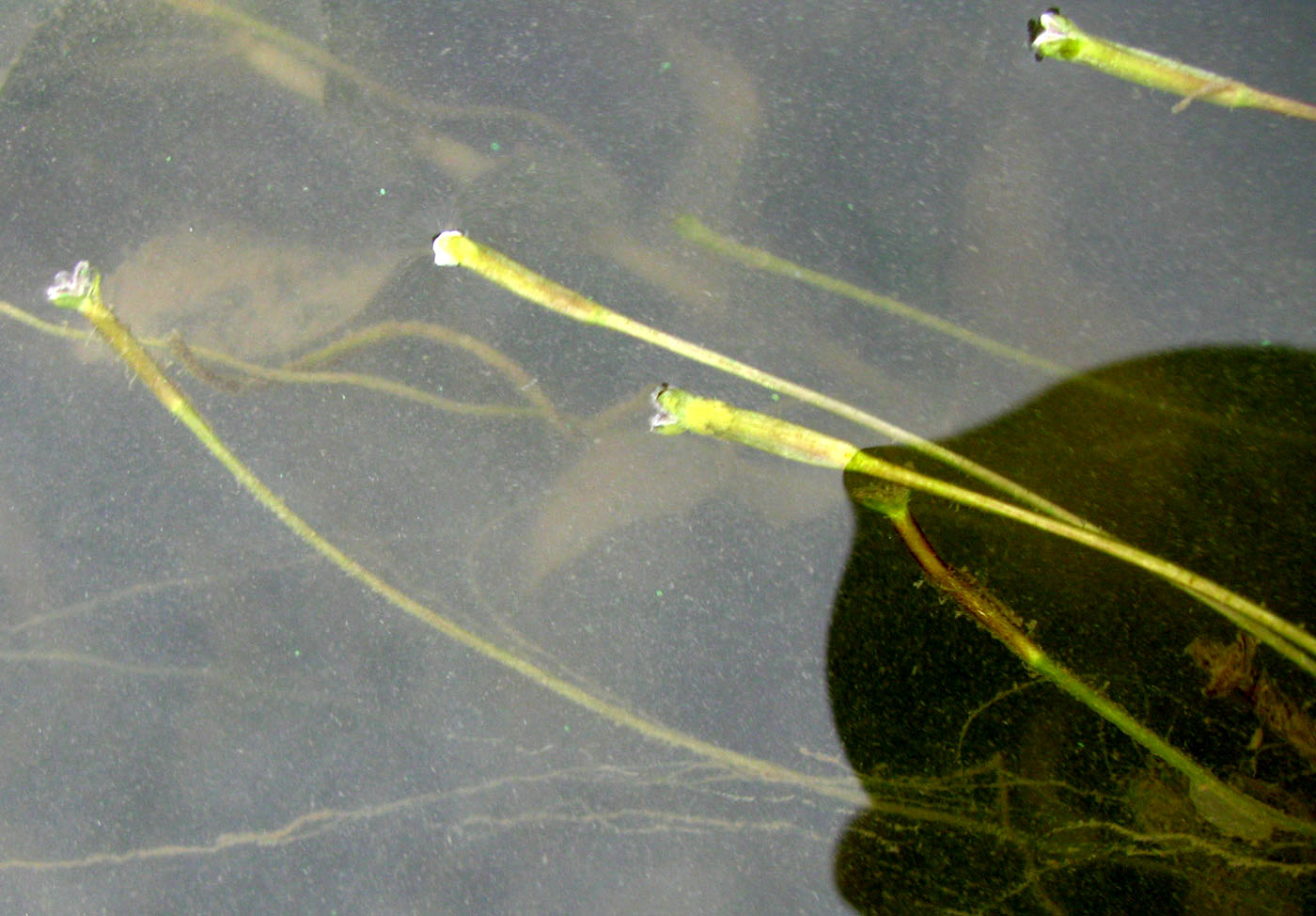 Изображение особи Vallisneria spiralis.