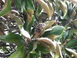 Magnolia grandiflora
