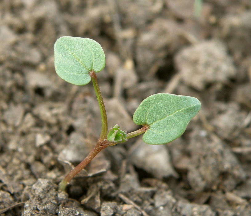 Image of Malva pusilla specimen.
