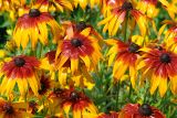 Rudbeckia hirta. Соцветия. Московская обл., дачный участок. 26.07.2006.