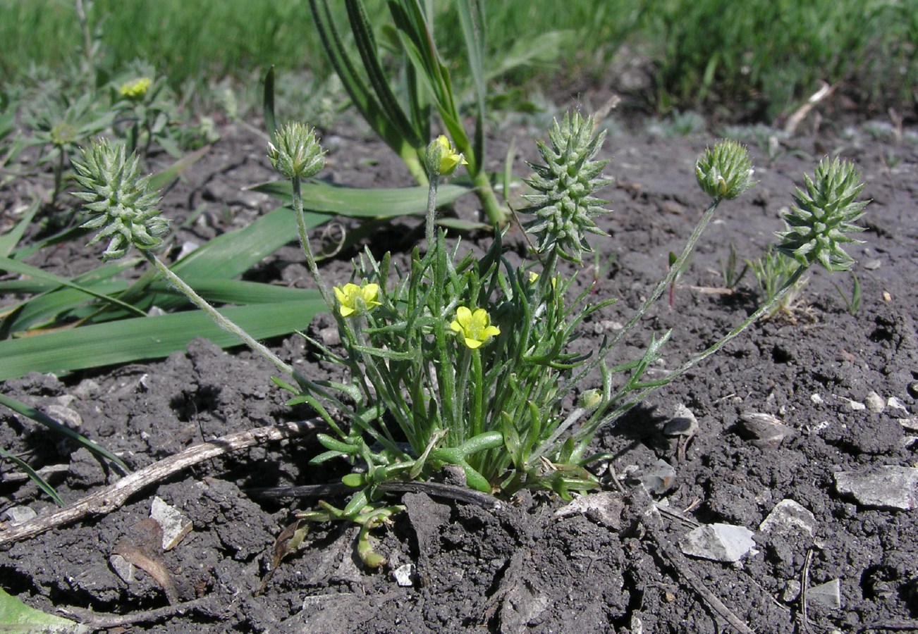 Изображение особи Ceratocephala orthoceras.