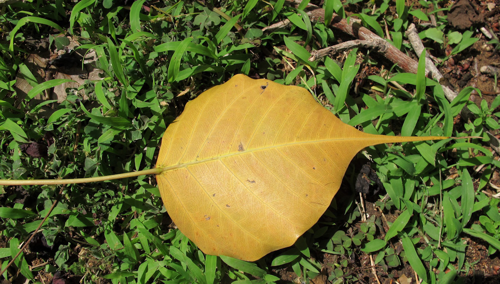 Изображение особи Ficus religiosa.