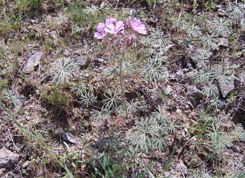 Изображение особи Geranium linearilobum.