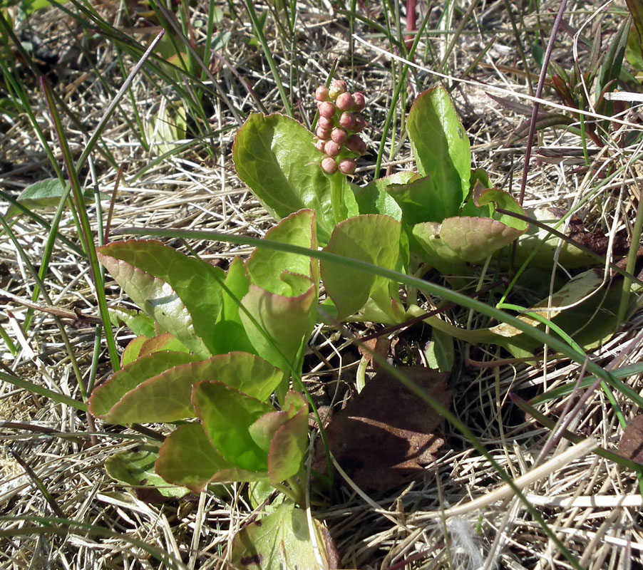 Image of Pyrola minor specimen.