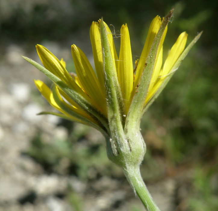 Image of Tragopogon dasyrhynchus specimen.