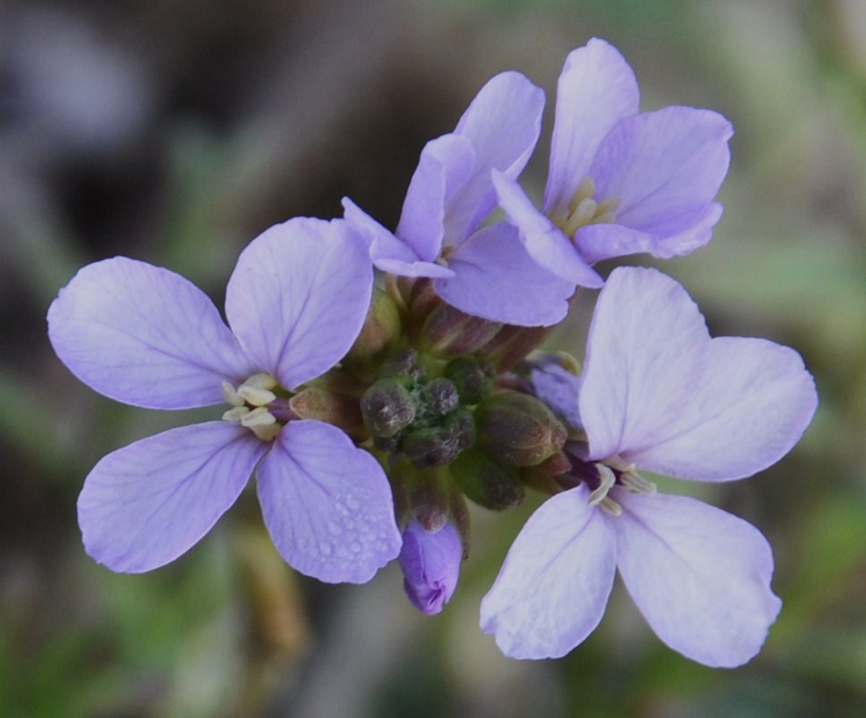 Image of Cakile maritima specimen.