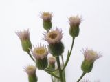 Erigeron acris. Соцветие. Московская обл., пойма р. Русса. 28.06.2012.