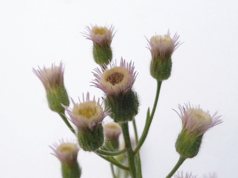 Image of Erigeron acris specimen.