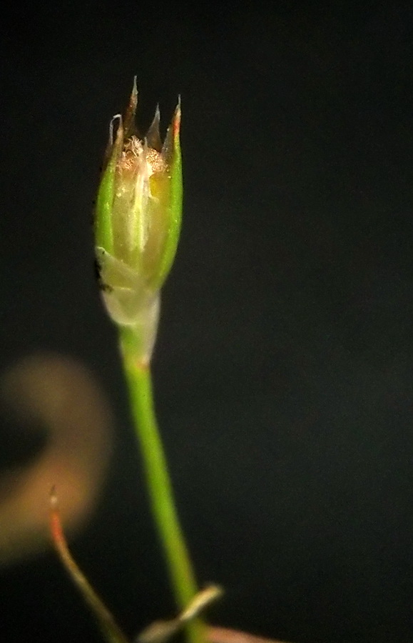 Image of Juncus amuricus specimen.