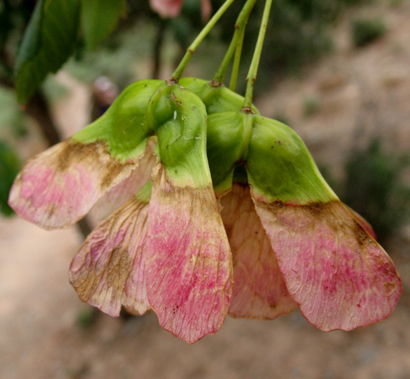 Image of Acer pubescens specimen.