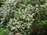 Kolkwitzia amabilis