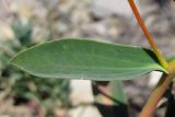 genus Euphorbia. Лист. Крым, Ялтинская яйла. 26 июля 2012 г.