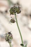 Solenanthus karateginus