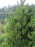 род Pinus. Молодое дерево с микростробилами. Финляндия, г. Иматра. 4 августа 2012 г.