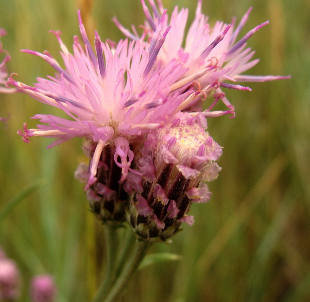 Image of Saussurea amara specimen.