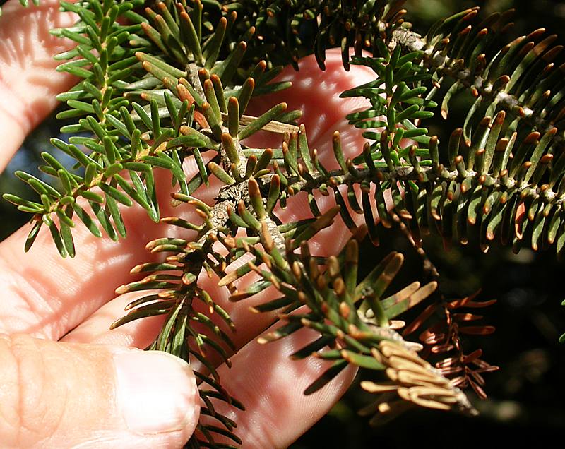 Image of genus Abies specimen.