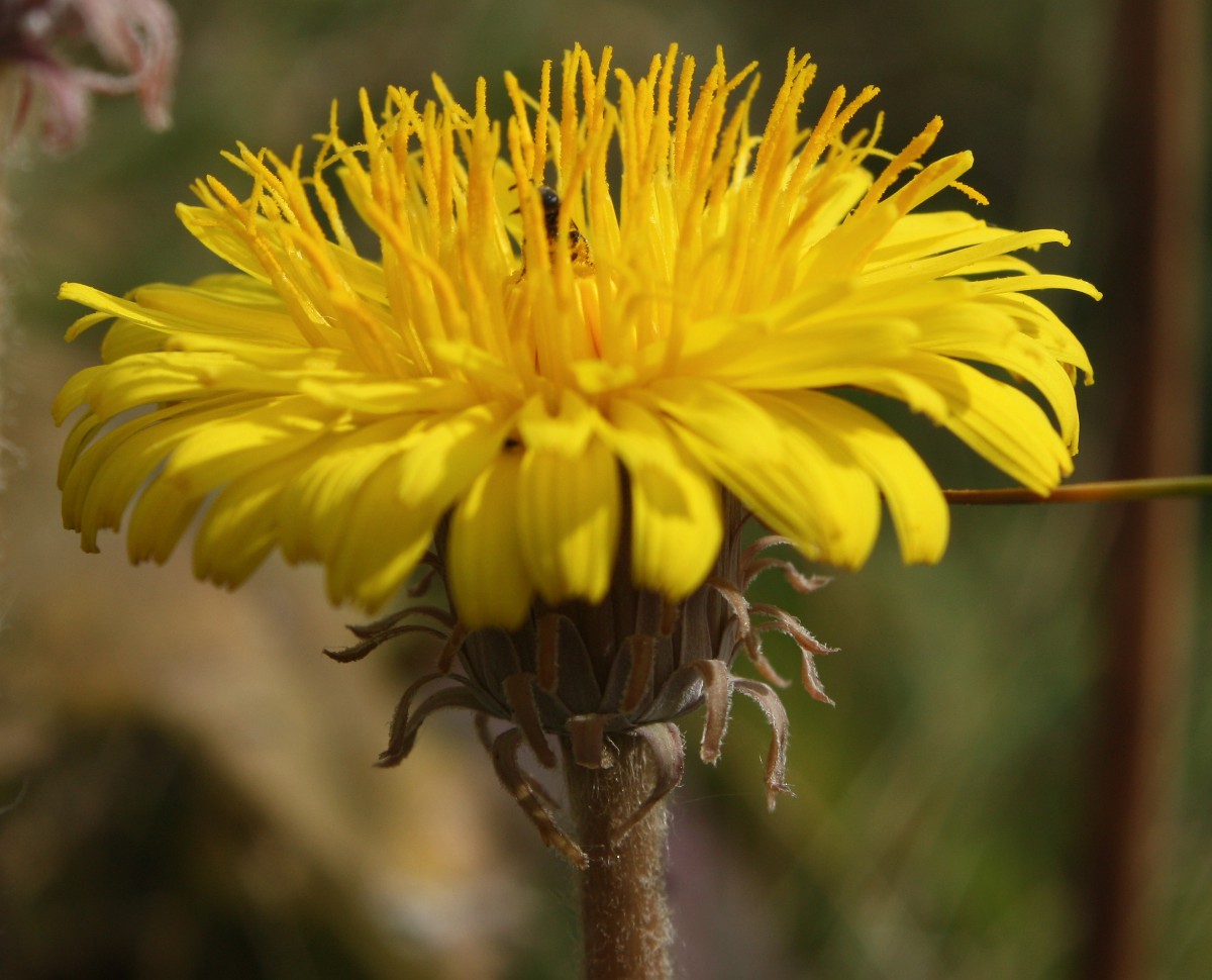 Image of Taraxacum serotinum specimen.