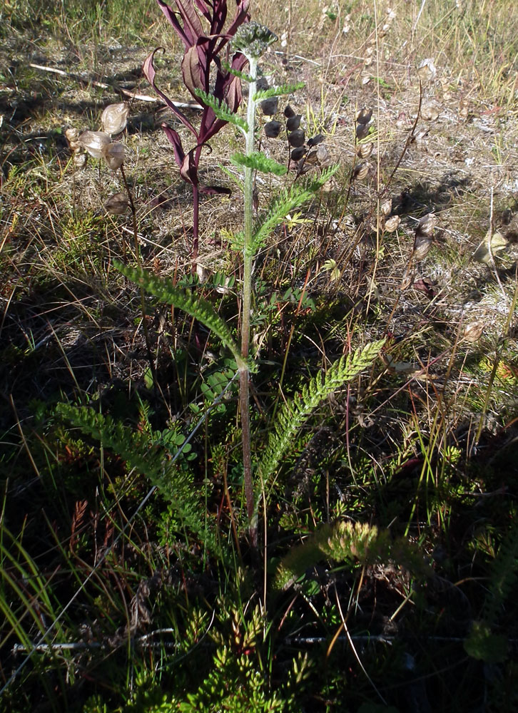 Image of Achillea apiculata specimen.