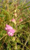 Phtheirospermum chinense. Верхушка цветущего растения. Приморский край, Спасский р-н, окр. с. Хвалынка. 26.08.2012.