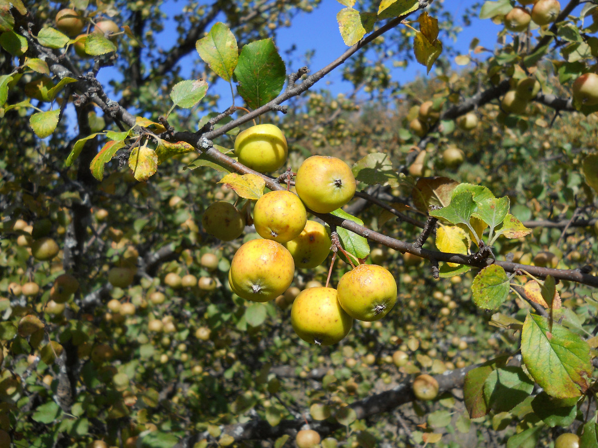 Image of Malus sylvestris specimen.