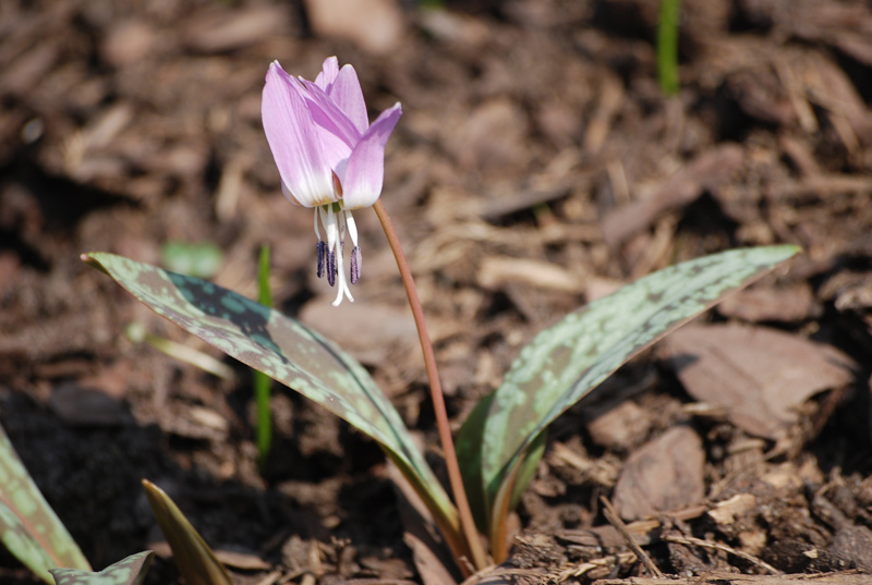Image of Erythronium dens-canis specimen.
