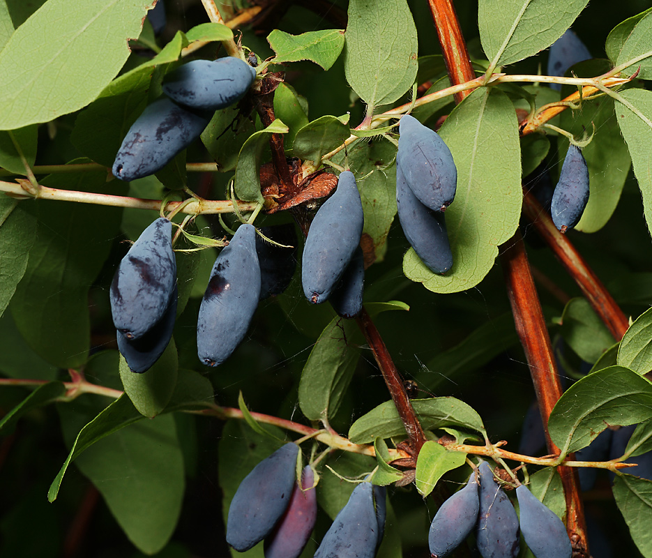 Image of Lonicera edulis specimen.
