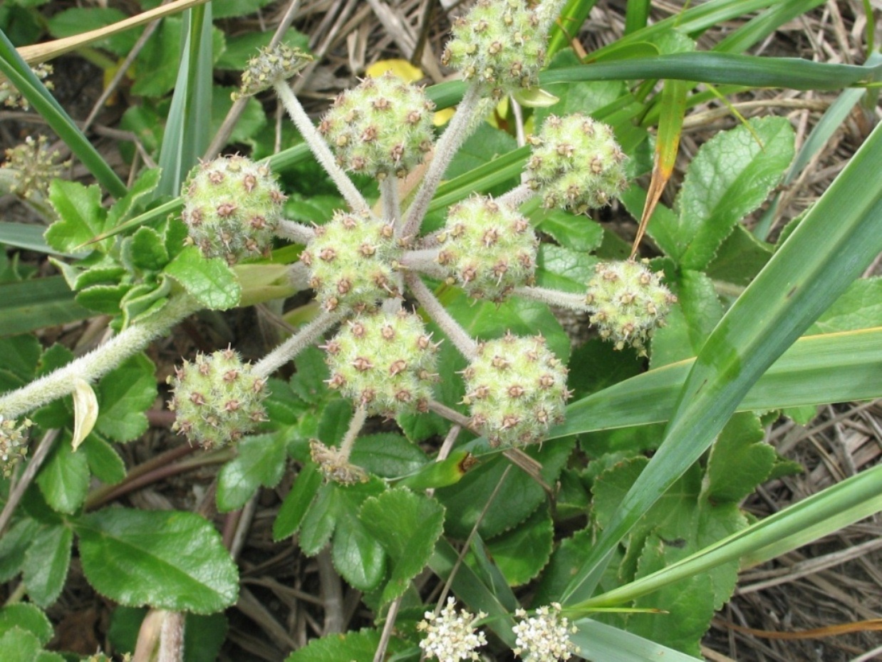 Изображение особи Glehnia litoralis.