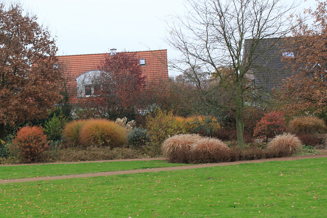 Image of Miscanthus sinensis specimen.