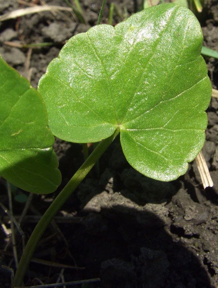 Image of Ficaria verna specimen.