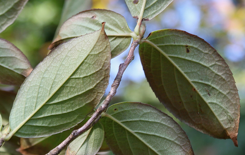 Изображение особи Stewartia pseudocamellia.